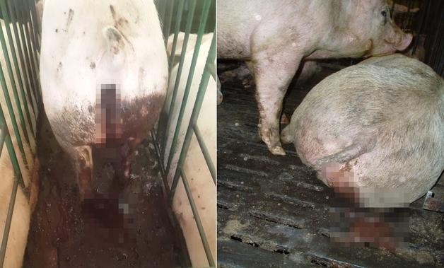 혈변 쏟고 하얗게 질려 급사…돼지 회장염, 경구 백신이 막는다