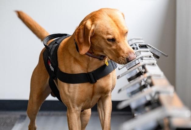 로얄캐닌재단 5주년, '반려동물과 건강한 공존' 전 세계로 확산