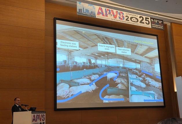 돼지가 스톨을 선호한다?…EU 전문가 '낮 착시'로 오해 바로잡아