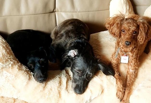 "나의 위로, 나의 행복"…암 투병 중 새 삶 준 나의 반려견들