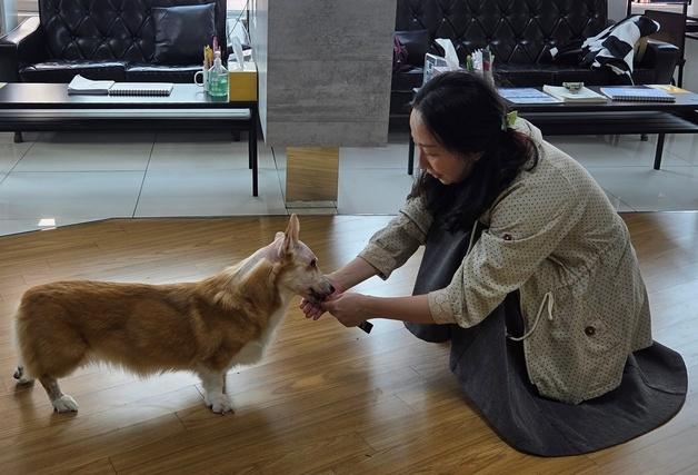"허리디스크 아닌 뇌종양"…작별인사 앞둔 웰시에게 생긴 기적