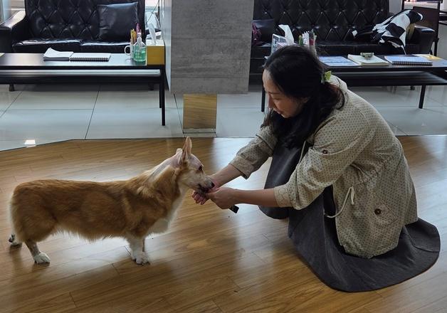 "허리디스크 아닌 뇌종양"…작별인사 앞둔 웰시에게 생긴 기적