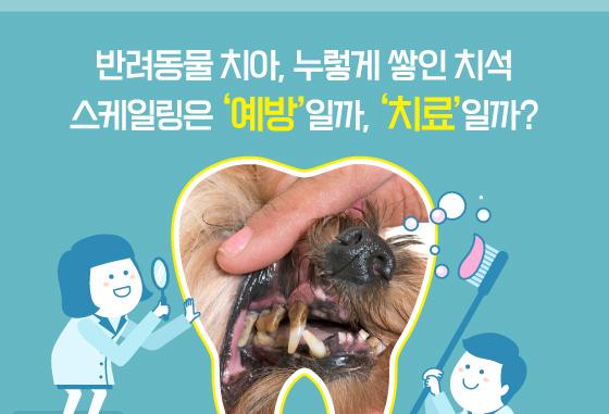 누렇게 쌓인 반려견 치석…스케일링은 '예방'일까, '치료'일까[펫카드]