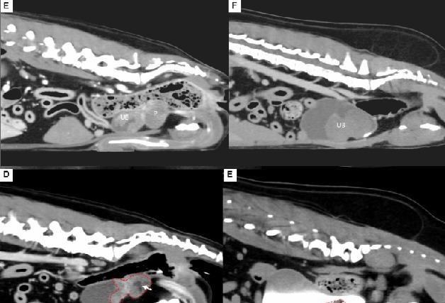해마루 전성훈 수의사, 혈관 인터벤션 성과 SCI국제학술지에 발표