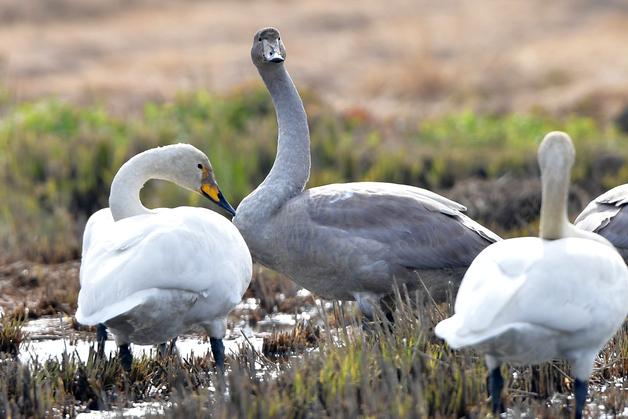 월동 위해 포항 흥해 날아든 천연기념물 큰고니…30~50마리 추정