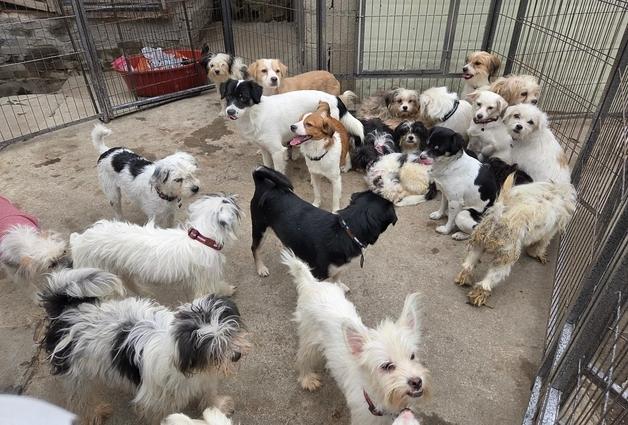 재개발 지역 '방치견' 200마리 구출 작전…"저도 임보했어요"