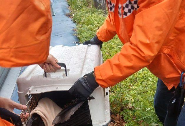 영동소방, 영동읍 도로서 날지 못하는 독수리 구조