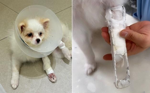 "통증 줄면 바로 뛴다"…소형견 골절 수술 후 부목까지 댄 이유