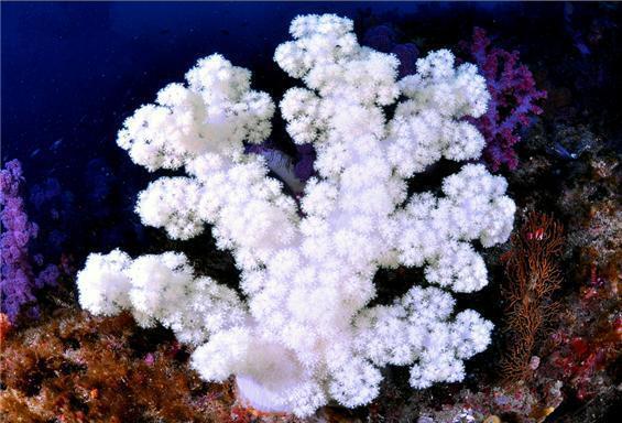 하얀 눈송이 닮은 '흰수지맨드라미'…12월 해양생물로 선정