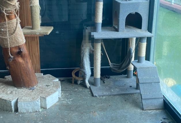 보호소라더니…캣타워에 고양이 사체, 펫숍 분양 유인까지 '충격'