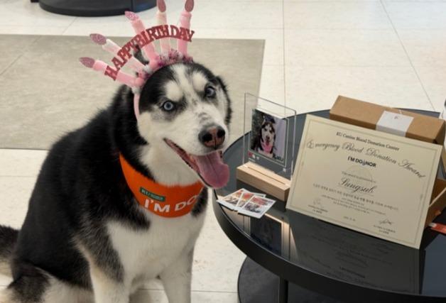 "친구들 살려줘서 고마워"…건국대동물병원, 응급헌혈견들에 선물