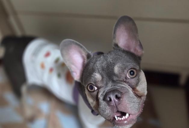 "사람·강아지 다 좋아"…친화력 만점 프렌치불도그[가족의발견(犬)]