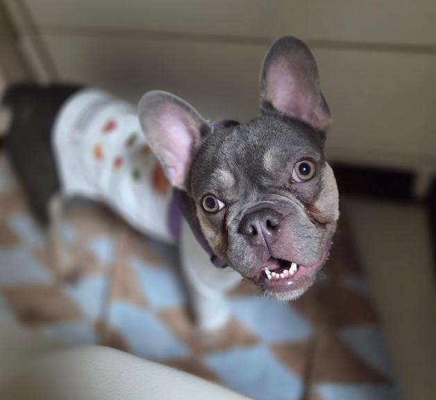 "사람·강아지 다 좋아"…친화력 만점 프렌치불도그[가족의발견(犬)]