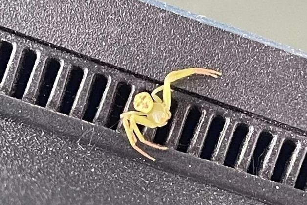 "사람 얼굴이 보인다"…태국서 찍힌 노란 거미 사진 화제