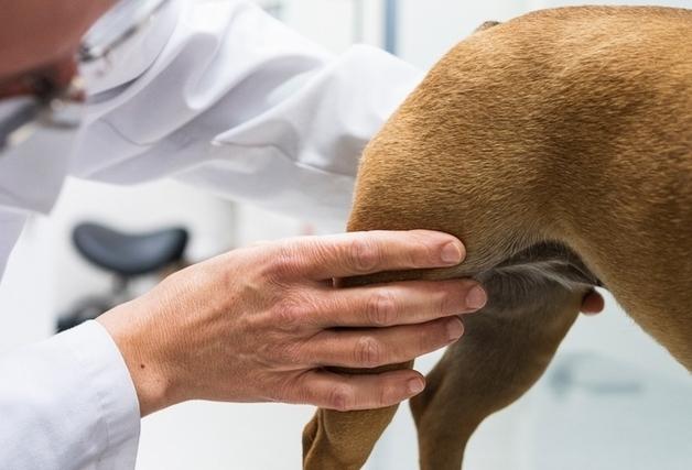 "슬개골 수술 후 재발, 절망 마세요"…재수술로 새 삶 찾은 반려견