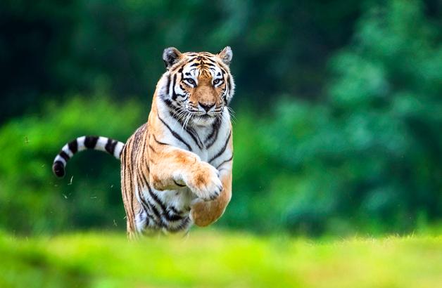 백두산호랑이 한창, 하늘로…국내 최장수 20년 기록