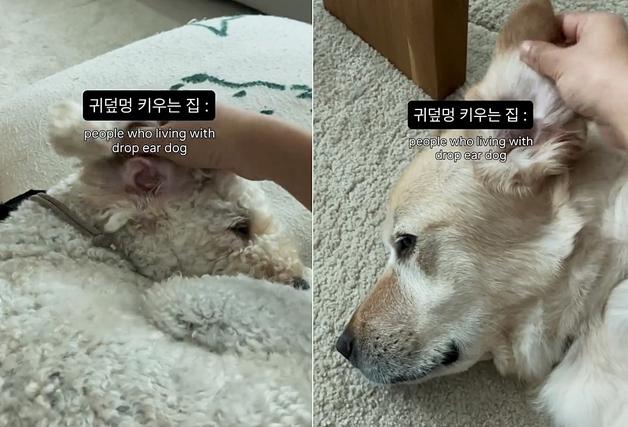 귀 뒤집는 게 일상?…반려인들 폭풍 공감 부른 '귀덮멍' 영상