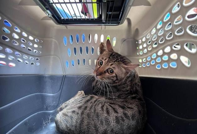 홍콩 참사 속 작은 기적…개·고양이 등 반려동물 수십마리 구조