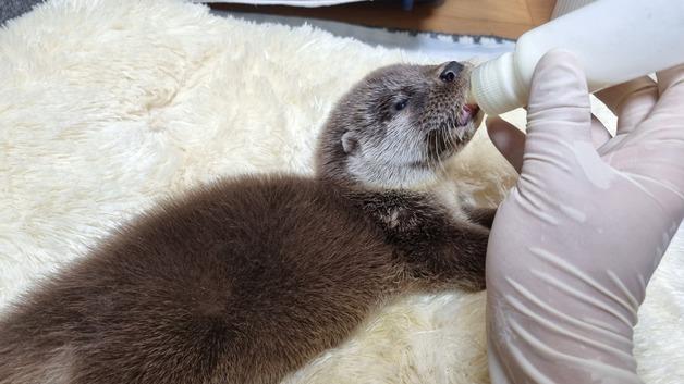 새끼 때 구조된 수달 2마리, 추적기 달고 울산 태화강 방생