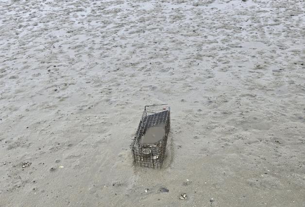 길고양이 4마리 포획해 익사시킨 혐의 30대…재판서 '혐의 부인'