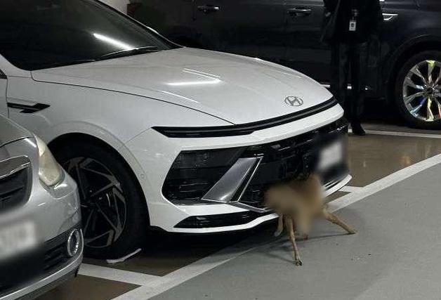 "범퍼에 고라니 낀 줄 모르고…주차장에 차 세운 차주" 충격