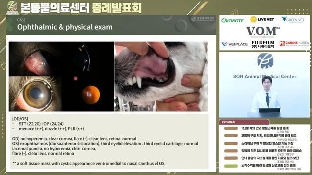 '눈에 넣는 약'으로 구토 유발…고양이 브리모니딘 치료 주목