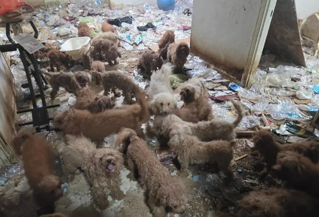 쓰레기 더미서 구조된 푸들, 케어동물의료센터서 의료지원·입양