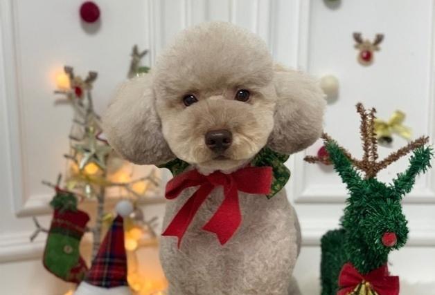 발작 증상 보인 반려견, 뇌종양이었다…이안, 고난도 재수술 성공
