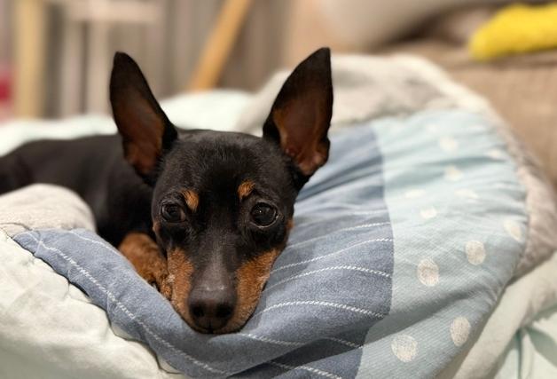 "전에 키우던 반려견과 안 닮았다"…재유기 된 미니핀[가족의발견(犬)]