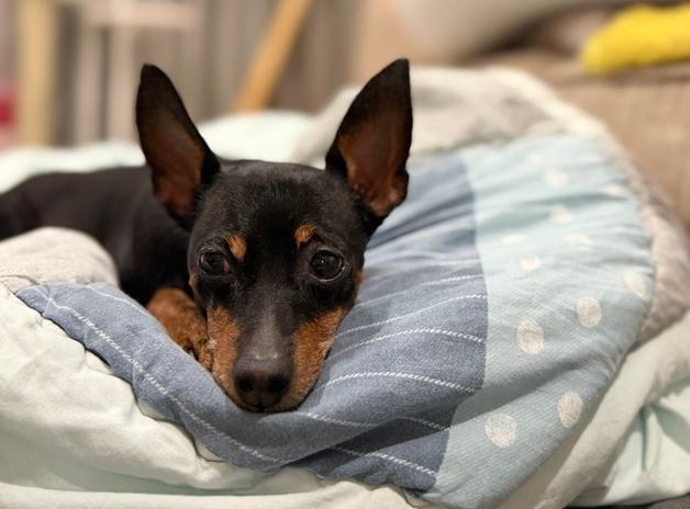 "전에 키우던 반려견과 안 닮았다"…재유기 된 미니핀[가족의발견(犬)]