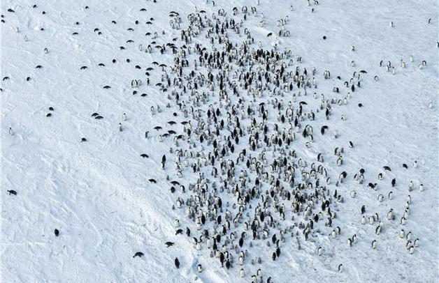 극지연, 남극 쿨먼섬 황제펭귄 새끼 개체수 전년비 70% 감소