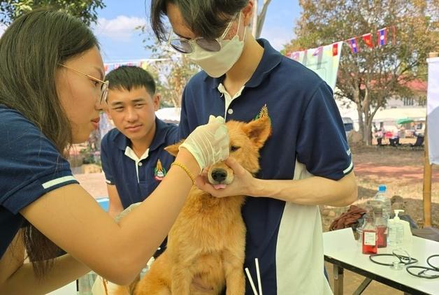 국경없는수의사회, 라오스 국립대와 함께 광견병 백신 접종 진행