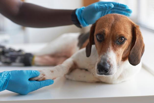 "동물 극심한 고통·희생 막아야"…송옥주, 실험대체법안 발의