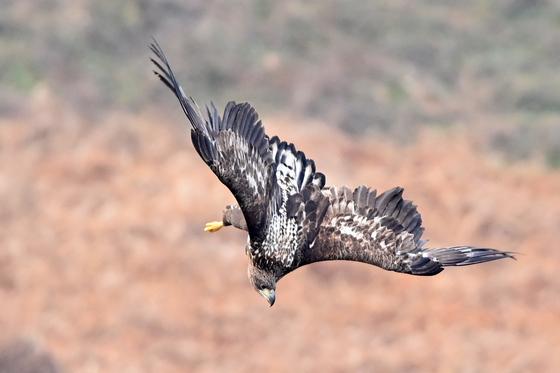 [화보] '단골들 또 왔네'…독수리와 흰꼬리수리의 즐거운 식사