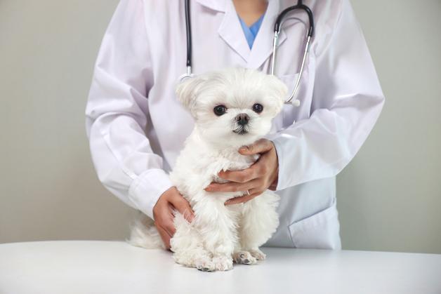 13살 몰티즈, 간 종양 수술 성공…조기 진단·정밀 수술이 결정적