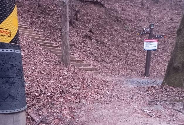 대전 보문산 산책로서 멸종위기종 담비 사체 발견…"보호대책 시급"