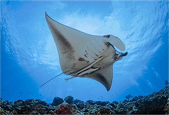 열대·온대 바다 분포 '대왕쥐가오리'…1월 해양생물에 선정