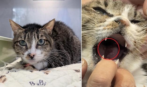 칼리시 병력 가진 고양이, 환절기·겨울철 구내염 악화 주의해야