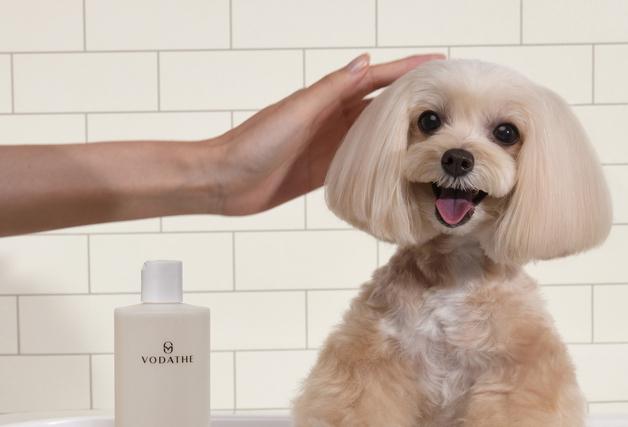 보다더, 한국농수산식품유통공사 사업 선정…"수출 경쟁력 강화"