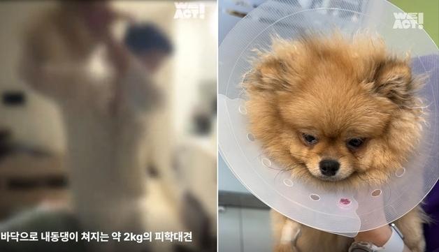 "너 때문에 죽는 거야"…던져진 반려견, 다시 소유자에게 돌아갔다