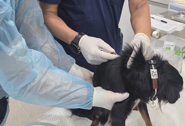 애니멀 호더·학대 예방...서울시, 민간동물보호시설 의료지원