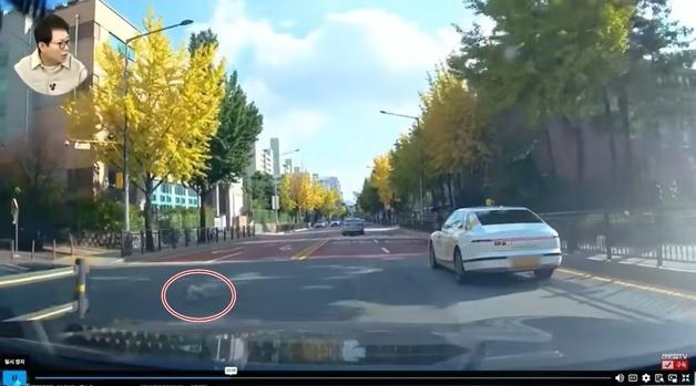 목줄 풀린 강아지, 차 부딪혀 사망…견주 "개 새로 입양, 100만원 내라"