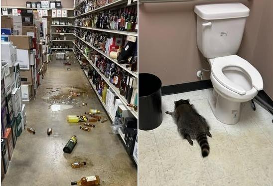 美 주류점서 술 마시고 취한 너구리…화장실서 떡실신한 채 발견