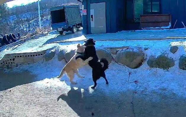 "개들도 연애합니다"…산골 반려견 커플의 '달달' 러브스토리