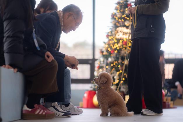 "할부지·할무이가 좋다멍"…86세 최고령 펫시터 나왔다