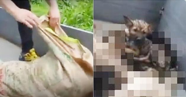 사체 더미서 발견된 강아지…'댕댕이계 금수저' 되다[가족의발견(犬)]