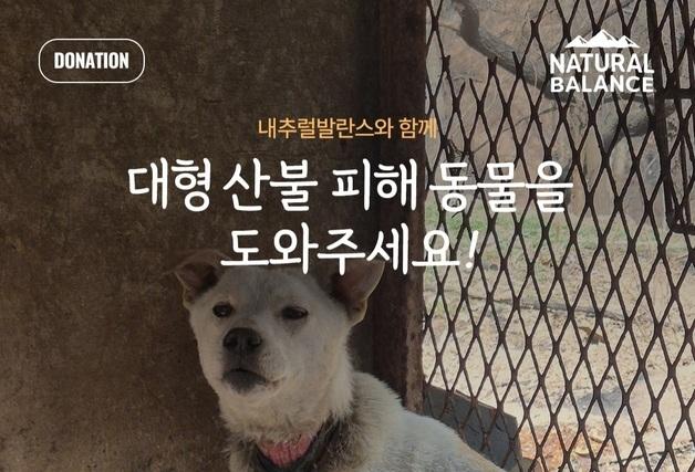 "대형 산불 피해 동물에 소중한 한끼"…내추럴발란스, 사료 후원