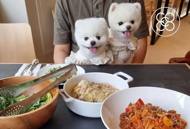 동물병원비 보장부터 동반 식당 혜택까지…코코스퀘어, 펫보험 출시
