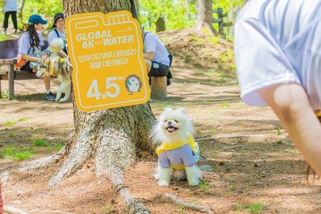 '반려인 1만명 정선으로…' 하이원리조트 '2025 댕댕트레킹' 개최