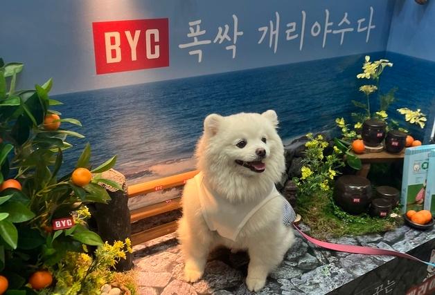 반려견도 '폭싹 개리야수다'…BYC 펫페어 부스에 관람객 '북적'